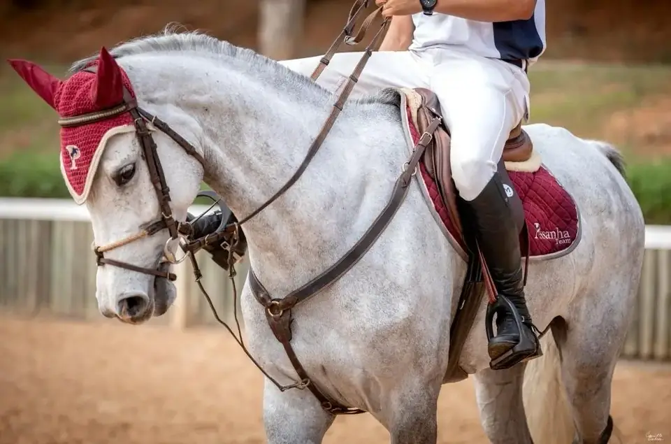 Cavalo tordilho encilhado, com touca nas orelhas