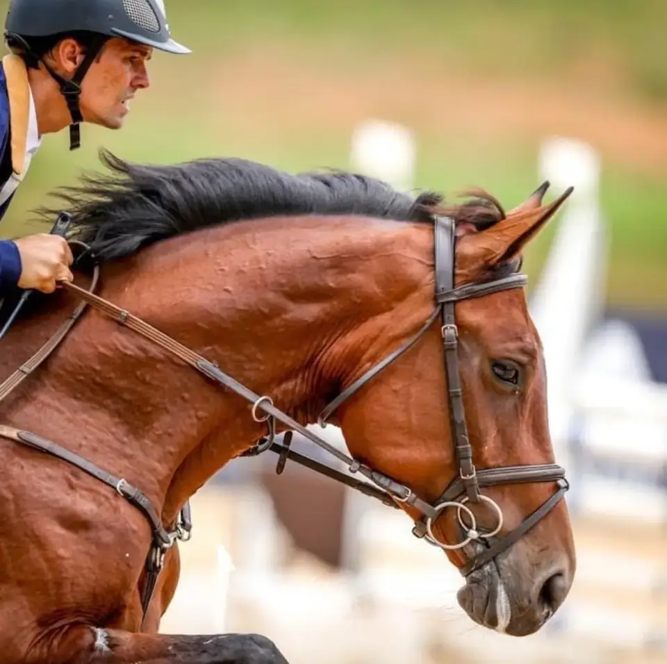 Cavalo castanho em detalhe